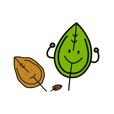 かわいいクスノキの葉っぱ