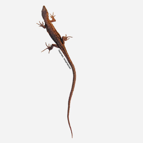 しっぽの長いニホンカナヘビのデザインポロシャツ