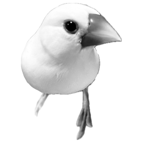 文鳥アグちゃん