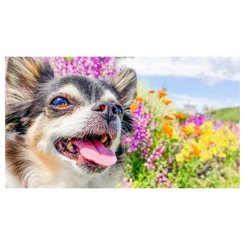 ピノ - うちのわんこ