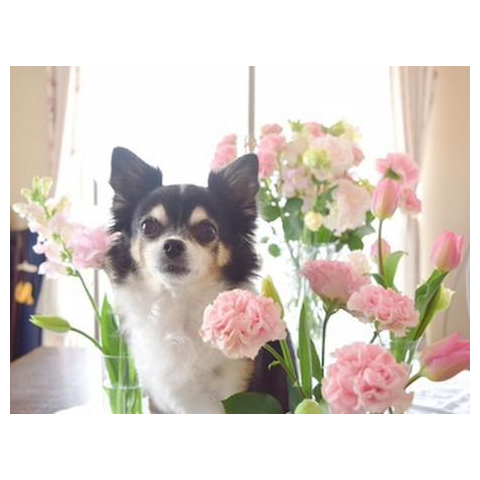 ピノ - うちのわんこ