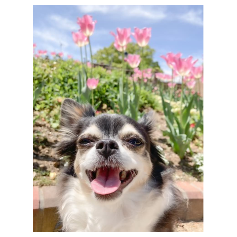 ピノ - うちのわんこ