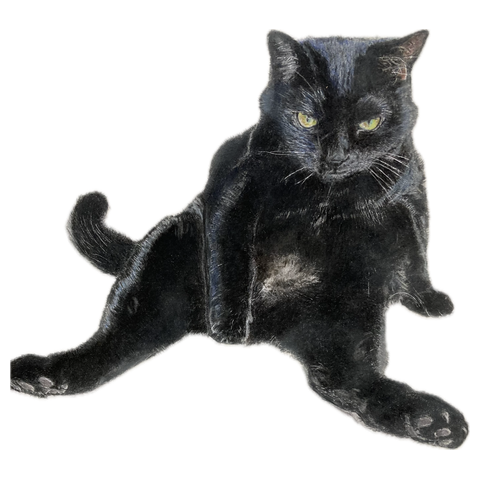 黒猫びびりん