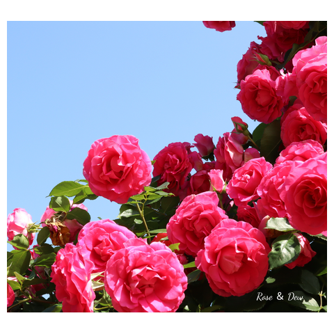 陽光に輝くつるバラ - マイクロハンドタオル