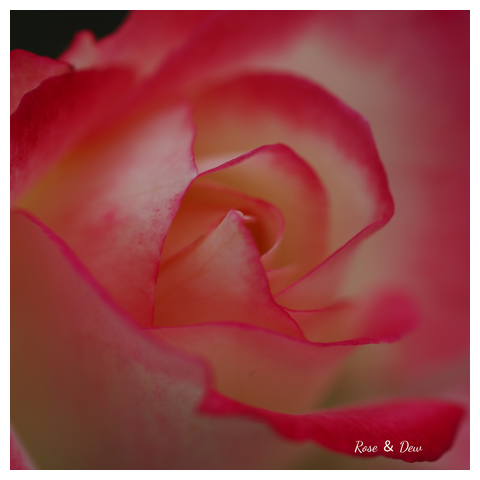 幻想的な複色バラ - マイクロハンドタオル