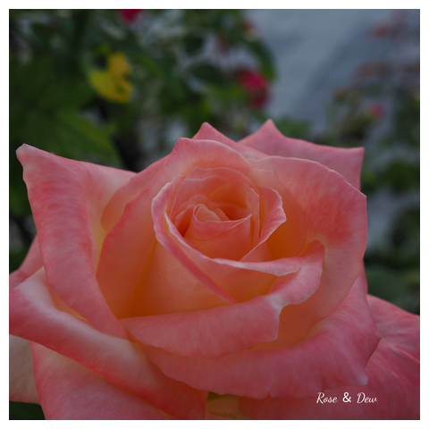 優美にほどけるアプリコットピンクの薔薇- マイクロハンドタオル