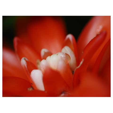 太陽の雫 ～Orange Glow～