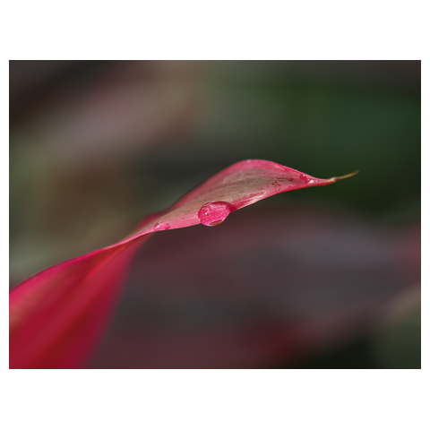 【紅の境界線 ～Pink Edge & Dew～】