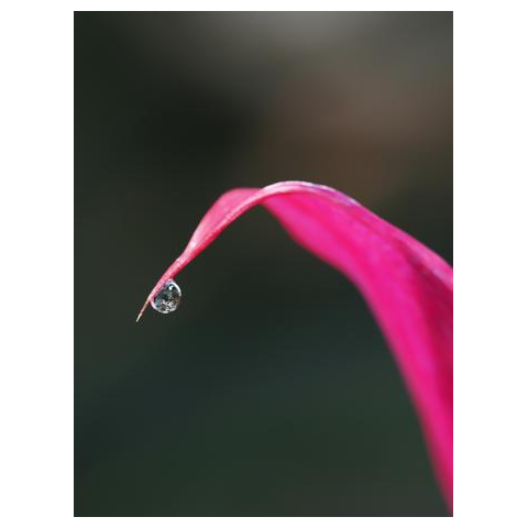 「雫の行方 Ⅱ」