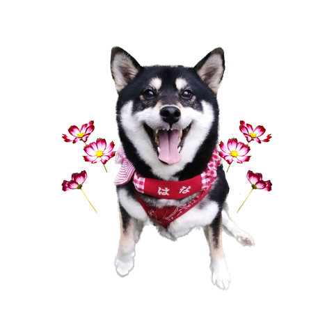 黒柴