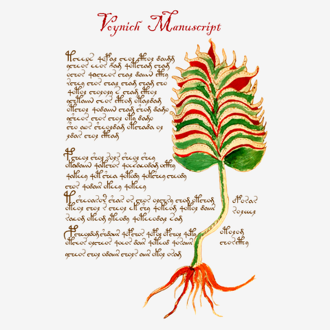 ヴォイニッチ手稿　第１弾　赤と緑の葉を持つ植物