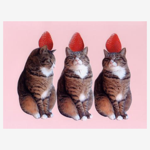 猫さん　みーぽん　いちご