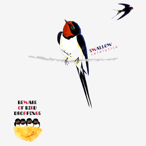 SWALLOW 0546 ツバメ ミアゲ 燕の巣とヒナ