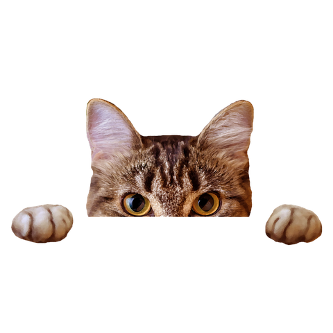 ネコは見ていた2025-2