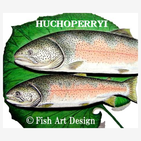 幻の魚！イトウ！【北海道；tennnenn