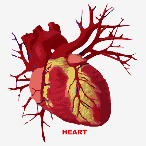 HEART
