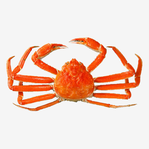 ズワイ蟹 ー片面プリント Tシャツを購入|デザインTシャツ通販