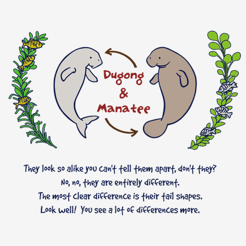 ジュゴンとマナティー(カラー)