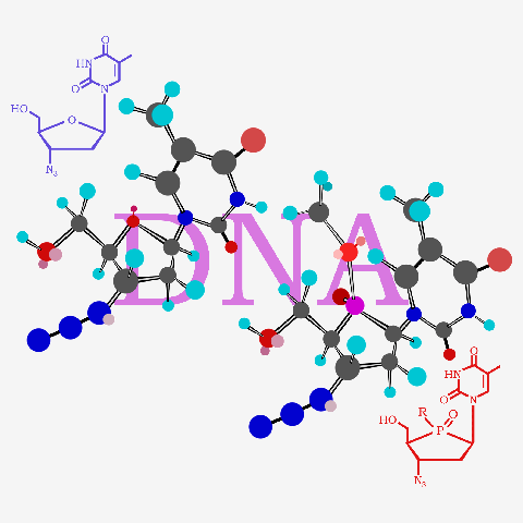 DNA構造図