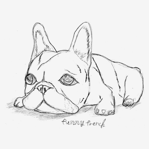 手描き線画フレンチブルドッグ