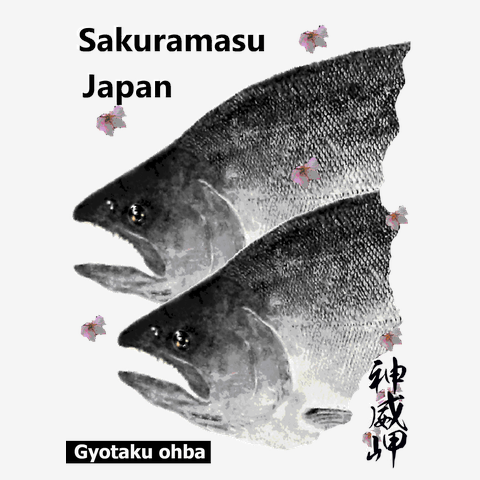 桜鱒（神威岬；サクラマス；SAKURAMASU）あらゆる生命たちへ感謝を捧げ