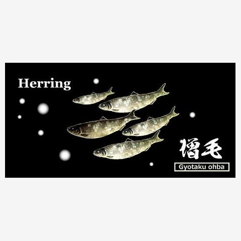 鰊！増毛（にしん；ニシン；HERRING）あらゆる生命たちへ感謝をささげます。