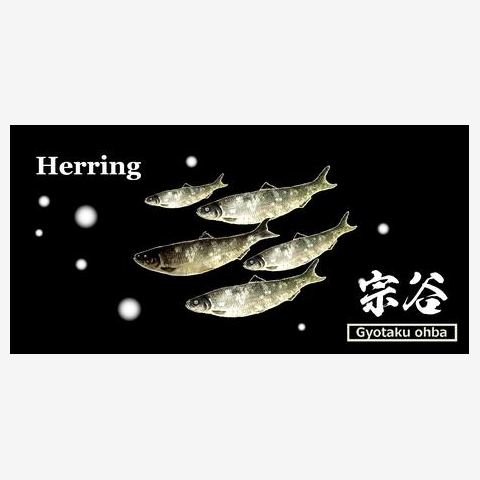 ニシン　宗谷（鰊；HERRING）　あらゆる生命たちへ感謝をささげます。