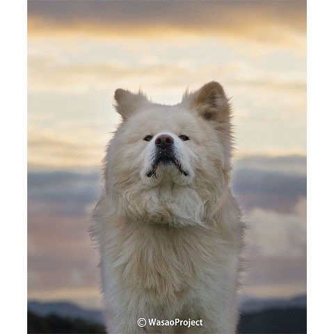 ブサかわ人気犬わさお：わさの上の雲