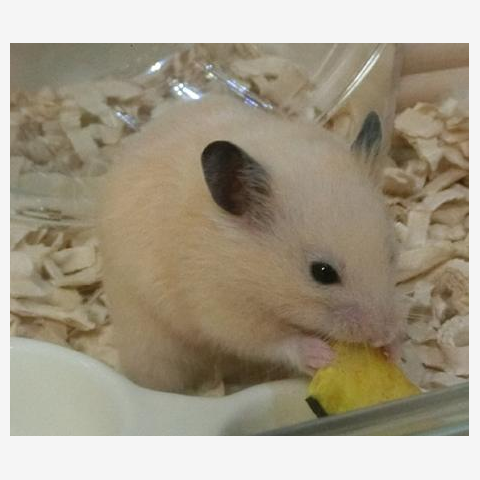 ハムスター