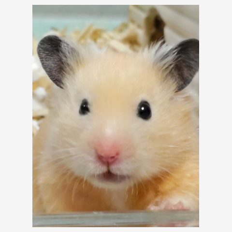 ハムスター　もぐもぐ