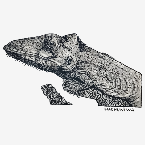 カメレオンモドキさん(はちゅうるいの庭）