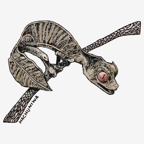 エダハヘラオヤモリ君(はちゅうるいの庭）