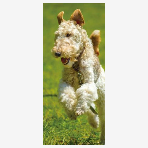 かわいい！ワイヤーフォックステリア Tシャツを購入|デザインT