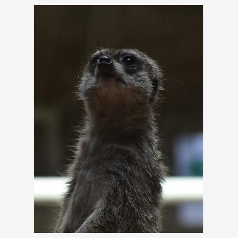 上を向くミーアキャット Tシャツを購入|デザインTシャツ通販【ClubT】