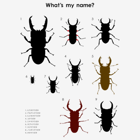 クワガタシルエットクイズ