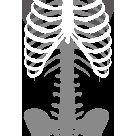 骨格 レントゲン スケルトン スカル スケスケ