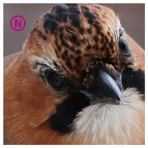 【心とカラダの栄養に】北海道サロベツのミヤマカケス