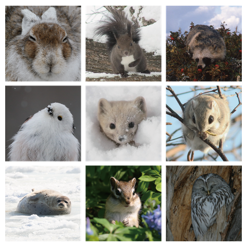 【心とカラダの栄養に】北海道サロベツの動物たち