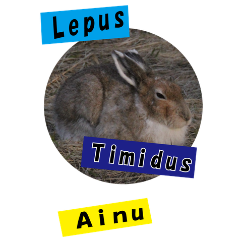 【心とカラダの栄養に】サロベツのエゾユキウサギ