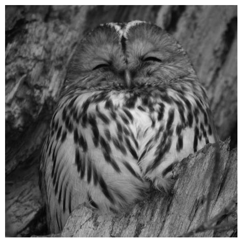 【心とカラダの栄養に】サロベツのエゾフクロウ