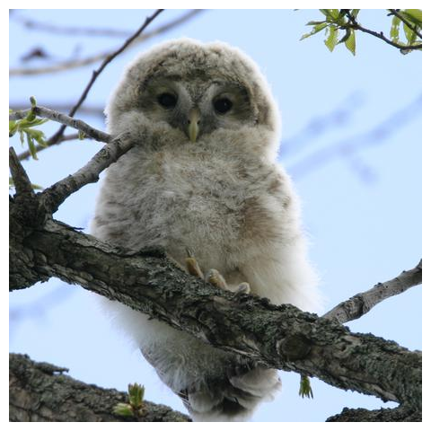 【心とカラダの栄養に】サロベツのエゾフクロウ